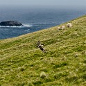 Shetland 252 come oggetto avanzato-1 copia